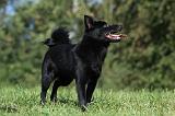 SCHIPPERKE 701